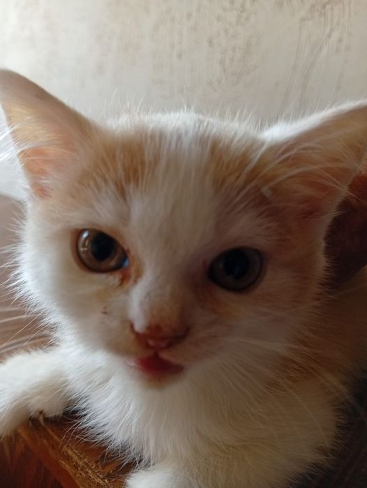 Отдам маленьких котят