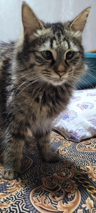 Кошка норвежская лесная кошка