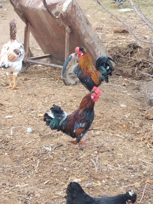 Японский кораздар