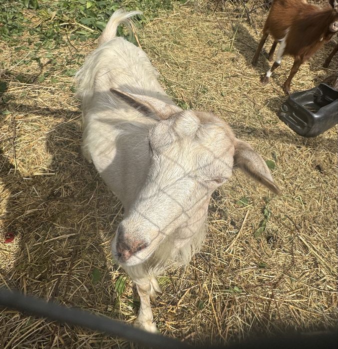 Vând o familie mică de capre, crescută cu grijă.