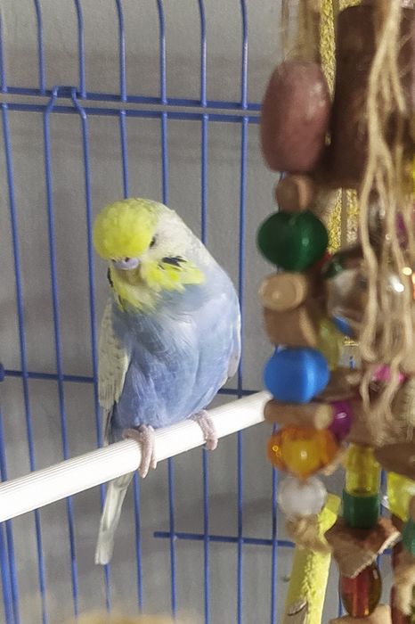 Говорящий попугай 150000