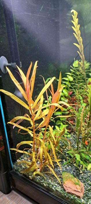 Продам аквариумные растения