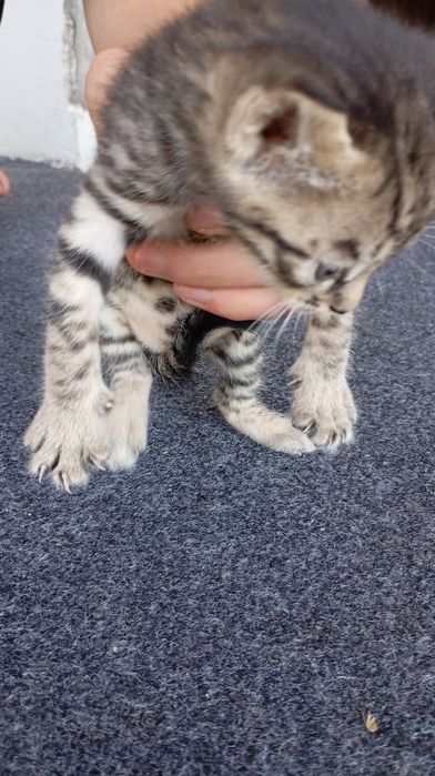 Котята в хорошие руки