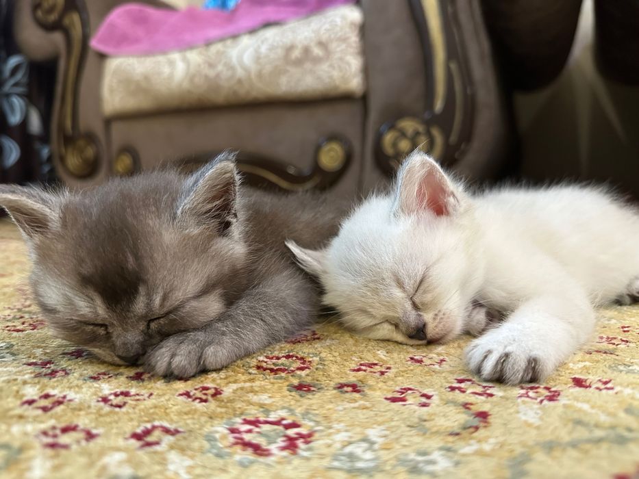 Продам породистых котят