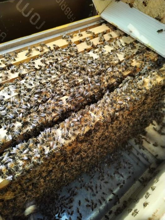 Roi de albine pe 5 rame