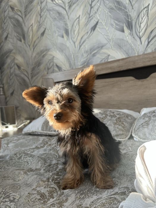 собака, йоркширский терьер