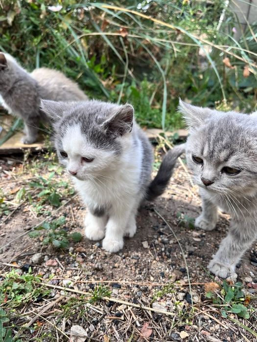 Отдам котят в добрые руки