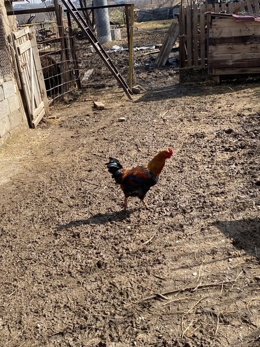 Кораздар сатылады