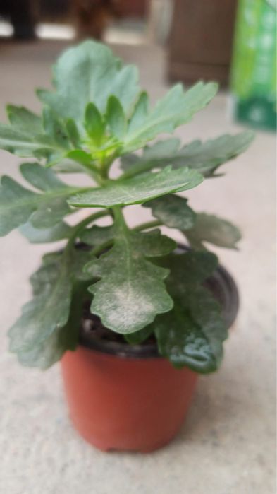 Комнатные растения (отростки)