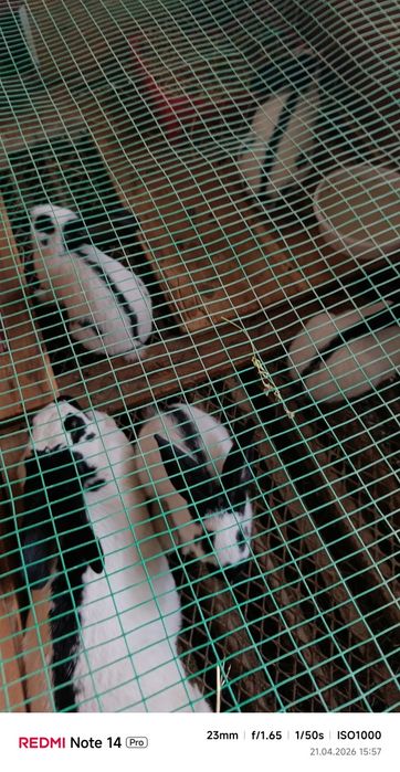 Ассломалайкум хурматли куёон ишкибозлари стракач бор қони рассия олинг