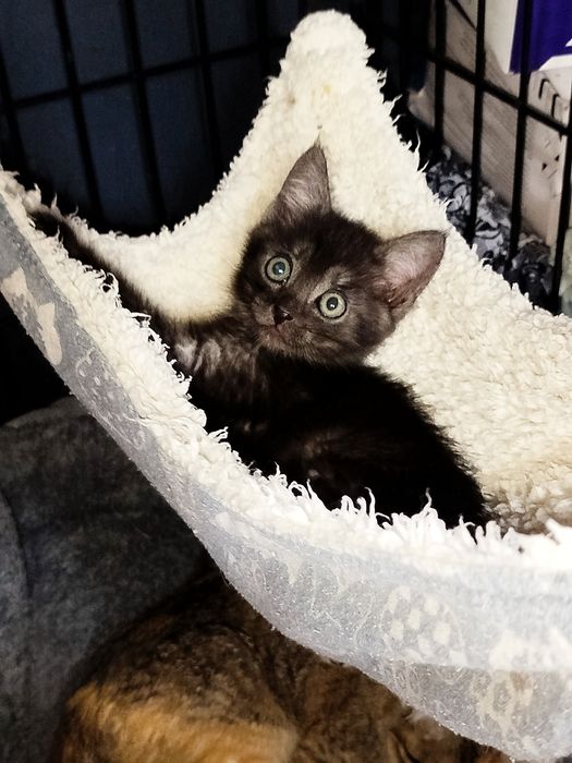 Кисуням нужен дом.