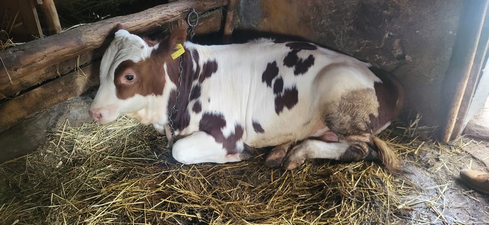 Vând vițel de 5 luni