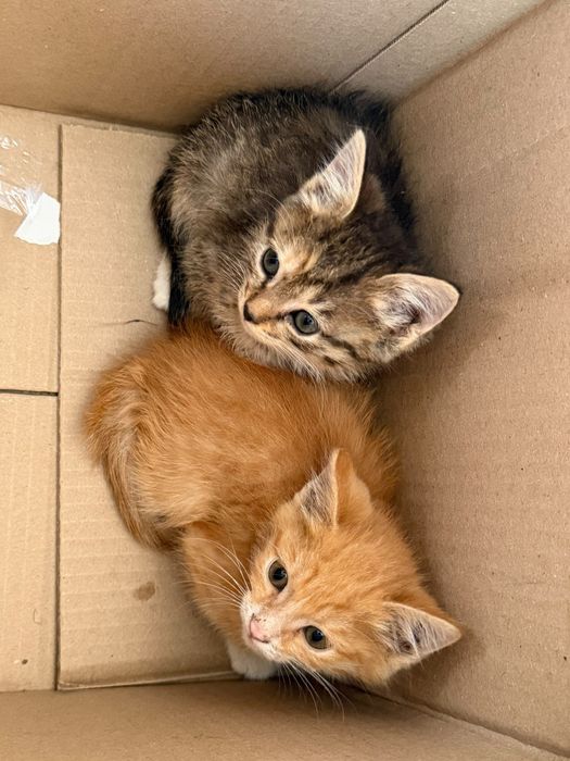 Продам   котят      1   мальчик   . 1 девочка