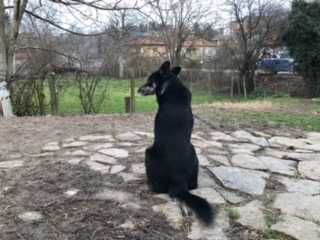 Подарявам куче "Роки" - 1/2 Хъски