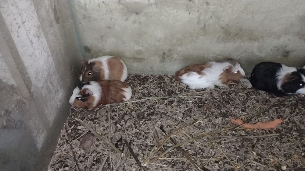 Porcusor de Guineea.  Porcusor de Guineea