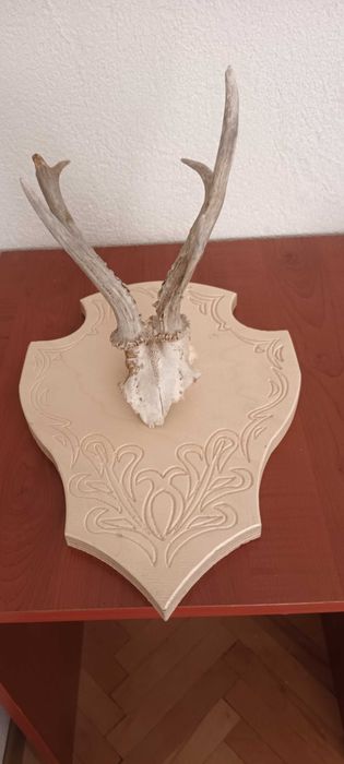 Трофеи от сърна запазен