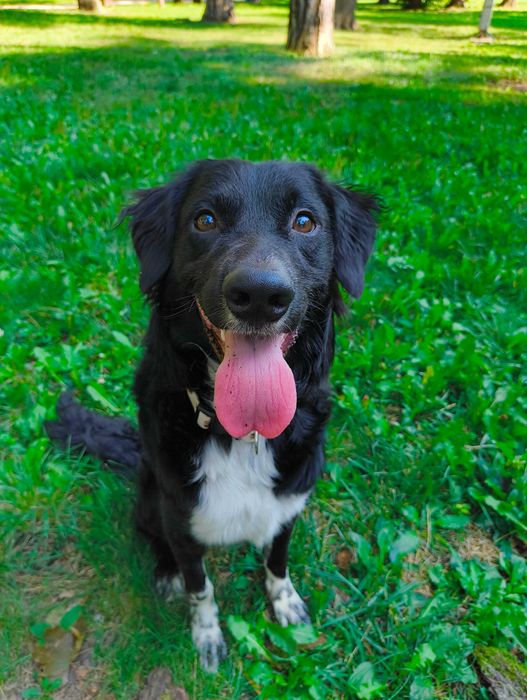 adopta l pe Rolly