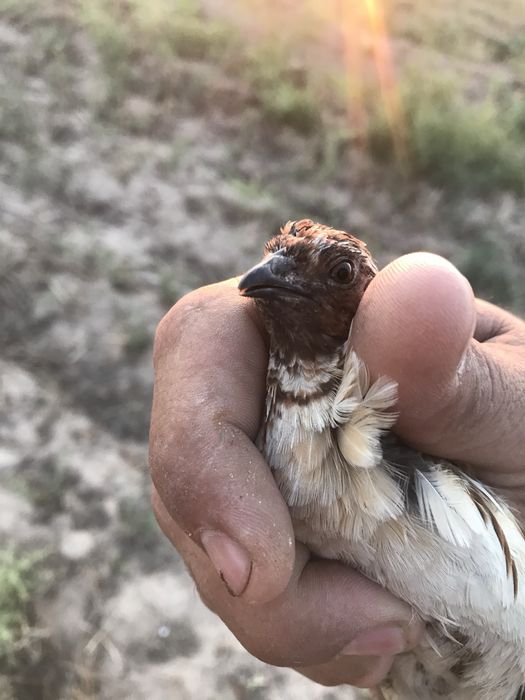 Продам перепелок поющих