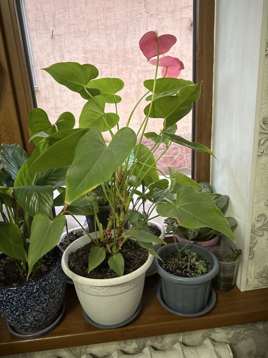 Комнатные цветы