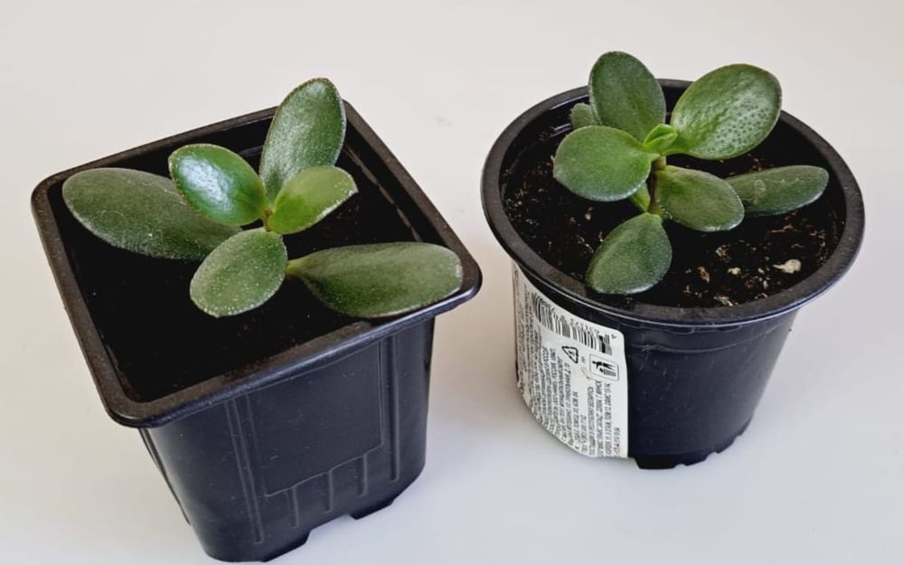 Комнатные цветы, цветы