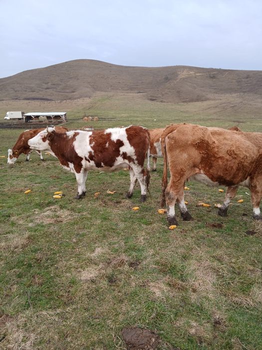 Vand vaci si juninci