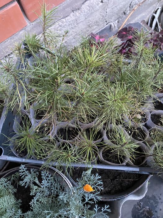 Продам сосенки