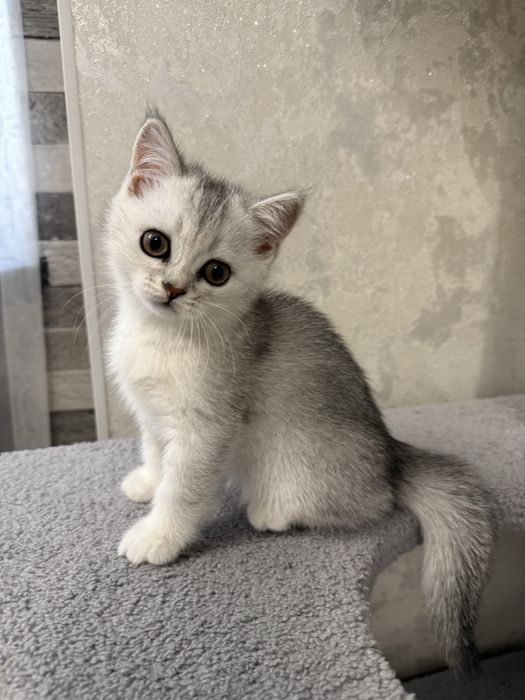 Котята серебристой шиншиллы скотиш страйт