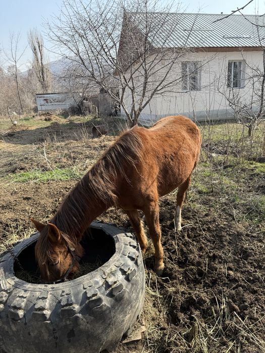 Продам Кобылу вмести с Жеребенком