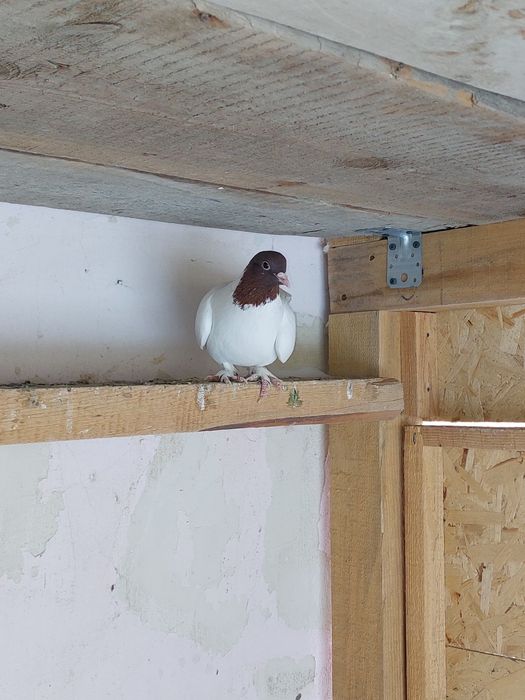 Кептер Құс Голуби