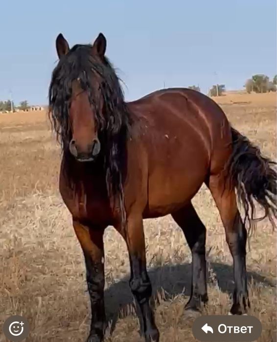 Айғыр 7 жасар жеребец