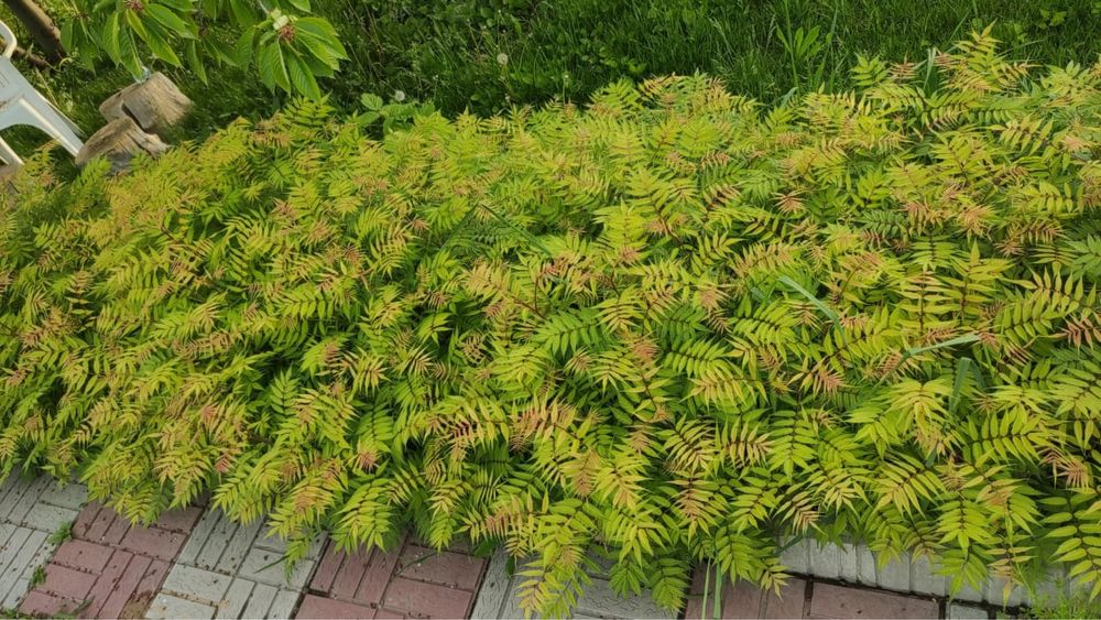 Садовые Цветы ,растения