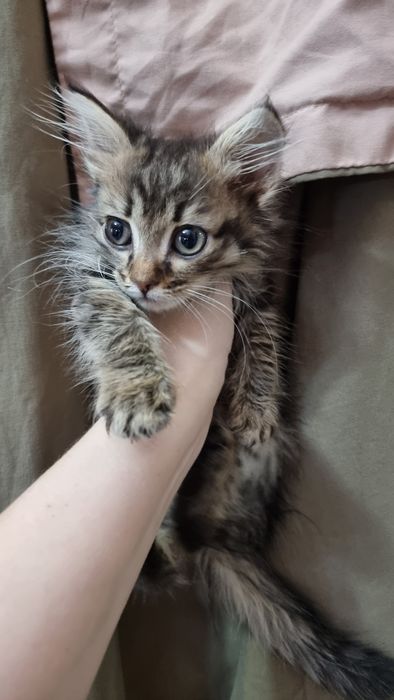 Отдам котят в добрые руки