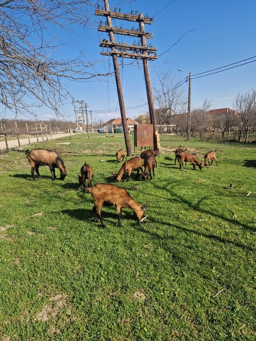 Vând  capre alpine franceze sau schimb pe vitei