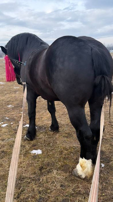 Manz de vânzare urgent