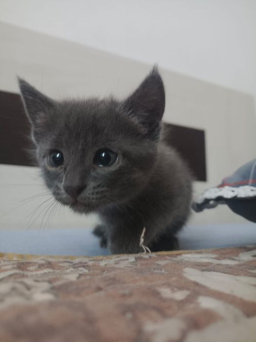 Отдам котят в хорошие руки