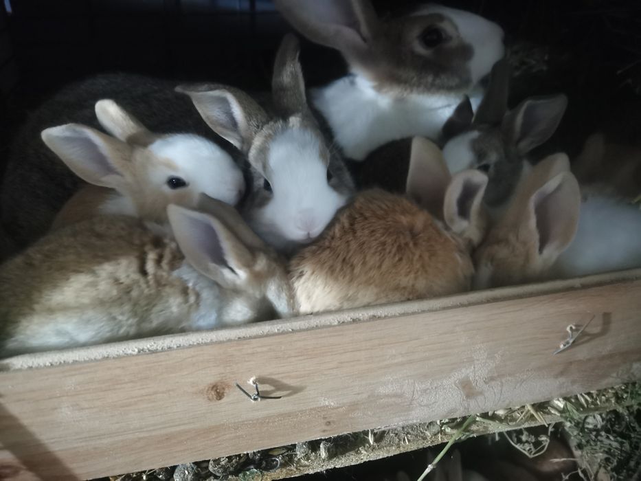 Vand Iepuri Hycole Francez