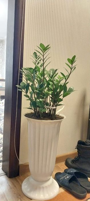 Комнатные цветы и растения