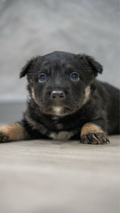 Отдам щенков в добрые руки!