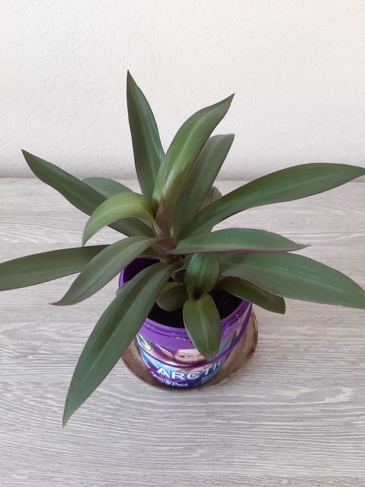 Комнатные цветы. Традесканция