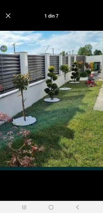 Magnolia  Catalpa Spirale Copaci