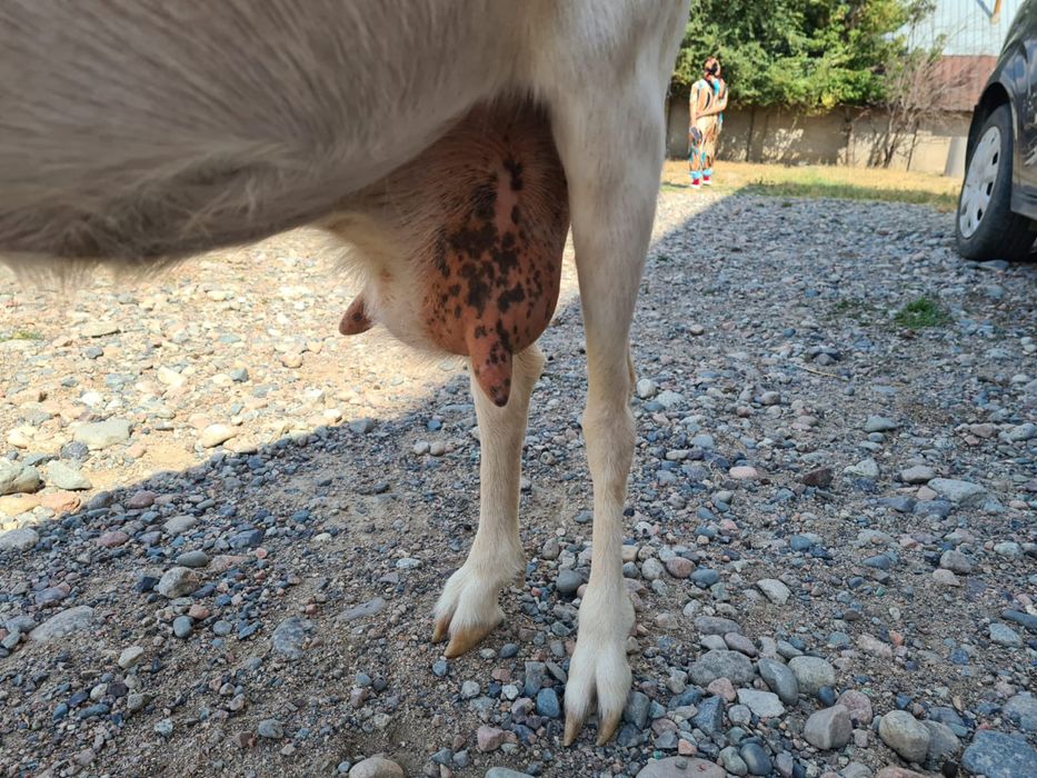 Ешкі лағымен козел с козленком