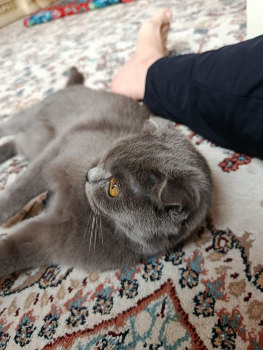 Britanskiy Scottish fold (Qiz bola)