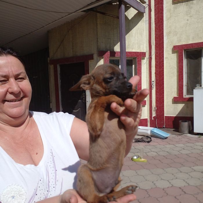 Той терьер щенки