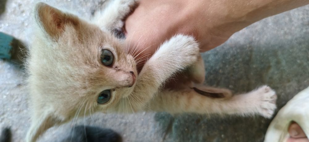 Отдам котят в хорошие руки