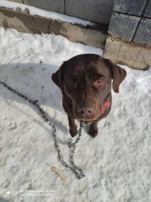 собака лабрадор домашняя