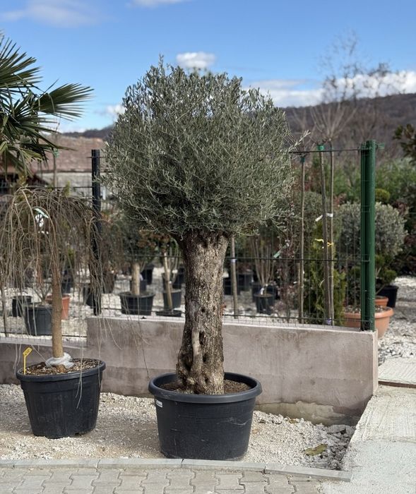 Maslin  secular pe rod