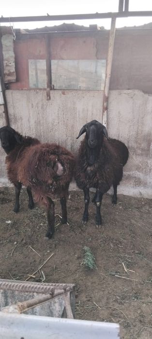 Қой сатылыды семіз