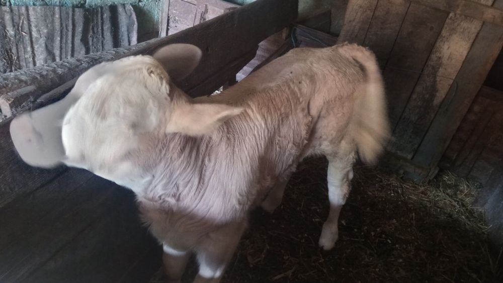 Vand doua vitele de 5 saptamani