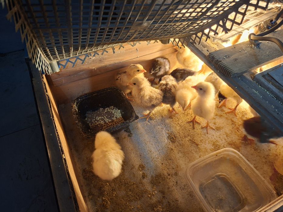 Цыплята  недельные домашних кур