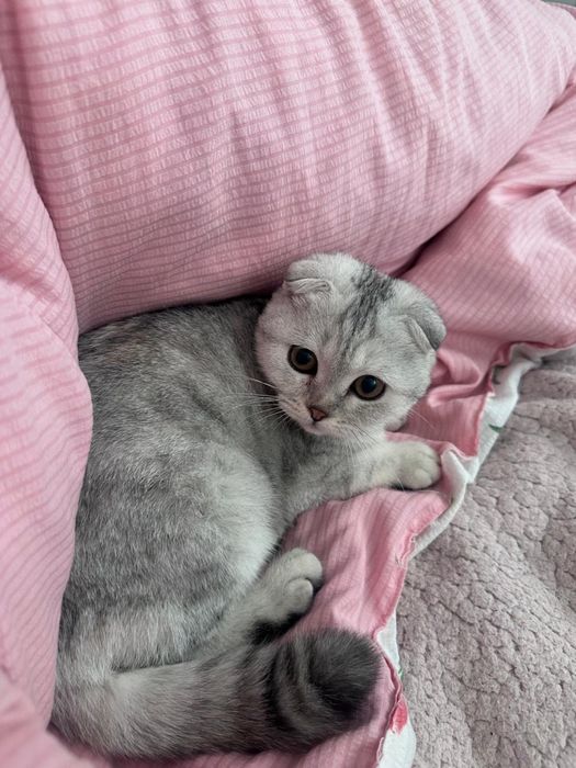 Отдам шотландская кошка